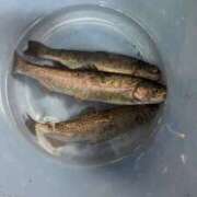 ヒメ日記 2025/09/15 17:39 投稿 ゆな 素人妻御奉仕倶楽部Hip's松戸店