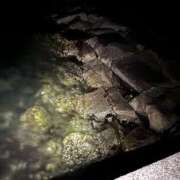 ヒメ日記 2026/01/15 02:29 投稿 ゆな 素人妻御奉仕倶楽部Hip's松戸店