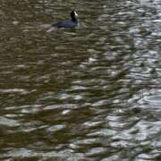 ヒメ日記 2026/01/21 16:29 投稿 ゆな 素人妻御奉仕倶楽部Hip's松戸店