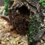 ヒメ日記 2026/02/05 13:29 投稿 ゆな 素人妻御奉仕倶楽部Hip's松戸店