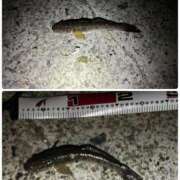 ヒメ日記 2026/02/11 09:29 投稿 ゆな 素人妻御奉仕倶楽部Hip's松戸店