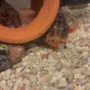 ヒメ日記 2026/02/11 13:19 投稿 ゆな 素人妻御奉仕倶楽部Hip's松戸店