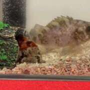 ヒメ日記 2026/02/12 08:39 投稿 ゆな 素人妻御奉仕倶楽部Hip's松戸店