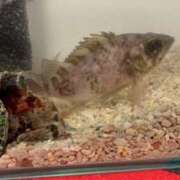 ヒメ日記 2026/02/12 09:00 投稿 ゆな 素人妻御奉仕倶楽部Hip's松戸店