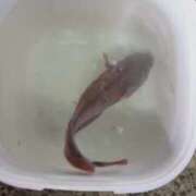 ヒメ日記 2026/02/18 23:59 投稿 ゆな 素人妻御奉仕倶楽部Hip's松戸店