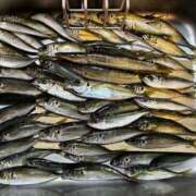 ヒメ日記 2026/03/21 02:29 投稿 ゆな 素人妻御奉仕倶楽部Hip's松戸店