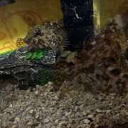 ヒメ日記 2026/03/28 01:19 投稿 ゆな 素人妻御奉仕倶楽部Hip's松戸店