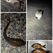 ヒメ日記 2026/03/30 11:49 投稿 ゆな 素人妻御奉仕倶楽部Hip's松戸店