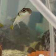 ヒメ日記 2026/03/30 16:19 投稿 ゆな 素人妻御奉仕倶楽部Hip's松戸店