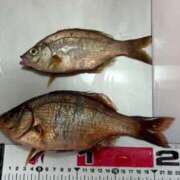 ヒメ日記 2026/03/31 20:59 投稿 ゆな 素人妻御奉仕倶楽部Hip's松戸店