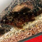 ヒメ日記 2026/04/01 19:09 投稿 ゆな 素人妻御奉仕倶楽部Hip's松戸店