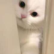 あやめ あやめ 性腺熟女100％（デリヘル市場）