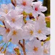 ヒメ日記 2025/04/01 12:48 投稿 真白(ましろ) 相模原人妻城