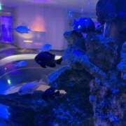 ヒメ日記 2025/01/05 02:00 投稿 倉田 ミオン 熟女・人妻マダム宮殿