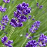 ヒメ日記 2025/01/08 19:17 投稿 倉田 ミオン 熟女・人妻マダム宮殿