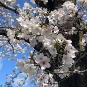 ヒメ日記 2025/04/03 12:05 投稿 倉田 ミオン 熟女・人妻マダム宮殿