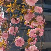 ヒメ日記 2025/04/11 15:58 投稿 倉田 ミオン 熟女・人妻マダム宮殿