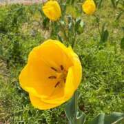 ヒメ日記 2025/04/22 08:41 投稿 倉田 ミオン 熟女・人妻マダム宮殿