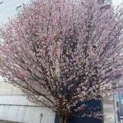 ヒメ日記 2025/04/25 13:26 投稿 倉田 ミオン 熟女・人妻マダム宮殿