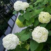 ヒメ日記 2025/04/25 22:47 投稿 倉田 ミオン 熟女・人妻マダム宮殿