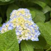 ヒメ日記 2025/05/17 14:45 投稿 倉田 ミオン 熟女・人妻マダム宮殿