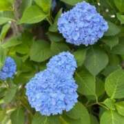 ヒメ日記 2025/05/25 12:28 投稿 倉田 ミオン 熟女・人妻マダム宮殿