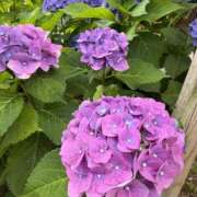 ヒメ日記 2025/06/14 13:08 投稿 倉田 ミオン 熟女・人妻マダム宮殿