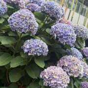 ヒメ日記 2025/06/26 22:00 投稿 倉田 ミオン 熟女・人妻マダム宮殿