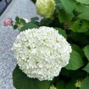 ヒメ日記 2025/07/21 02:30 投稿 倉田 ミオン 熟女・人妻マダム宮殿