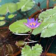 ヒメ日記 2025/09/30 16:01 投稿 倉田 ミオン 熟女・人妻マダム宮殿