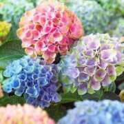 ヒメ日記 2025/10/01 09:30 投稿 倉田 ミオン 熟女・人妻マダム宮殿