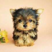 ヒメ日記 2025/11/01 06:45 投稿 倉田 ミオン 熟女・人妻マダム宮殿