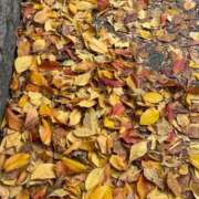 ヒメ日記 2025/12/03 19:47 投稿 倉田 ミオン 熟女・人妻マダム宮殿