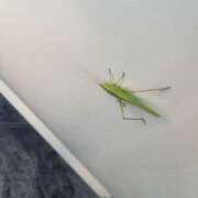 ヒメ日記 2025/12/06 21:05 投稿 倉田 ミオン 熟女・人妻マダム宮殿