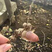 ヒメ日記 2025/12/17 07:52 投稿 倉田 ミオン 熟女・人妻マダム宮殿