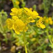 ヒメ日記 2026/02/14 18:56 投稿 倉田 ミオン 熟女・人妻マダム宮殿