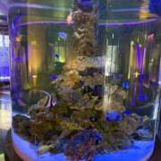 ヒメ日記 2026/02/17 17:34 投稿 倉田 ミオン 熟女・人妻マダム宮殿