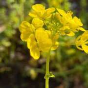 ヒメ日記 2026/03/08 07:01 投稿 倉田 ミオン 熟女・人妻マダム宮殿