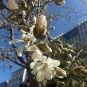 ヒメ日記 2026/03/15 07:15 投稿 倉田 ミオン 熟女・人妻マダム宮殿