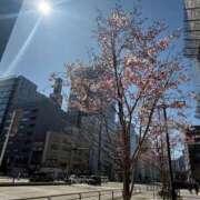 ヒメ日記 2026/03/17 14:34 投稿 倉田 ミオン 熟女・人妻マダム宮殿