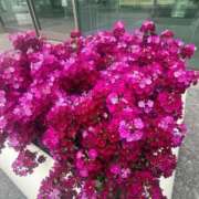 ヒメ日記 2026/03/25 09:42 投稿 倉田 ミオン 熟女・人妻マダム宮殿