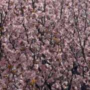 ヒメ日記 2026/03/29 09:11 投稿 倉田 ミオン 熟女・人妻マダム宮殿