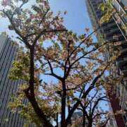 ヒメ日記 2026/04/12 14:31 投稿 倉田 ミオン 熟女・人妻マダム宮殿