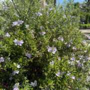 ヒメ日記 2026/04/16 12:47 投稿 倉田 ミオン 熟女・人妻マダム宮殿