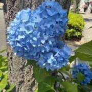 ヒメ日記 2026/05/23 11:37 投稿 倉田 ミオン 熟女・人妻マダム宮殿