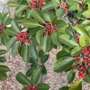 ヒメ日記 2025/12/09 20:40 投稿 まりこ 性腺熟女100％（デリヘル市場）