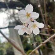 ヒメ日記 2025/03/31 09:22 投稿 西野　いちか プルプル人妻専門店