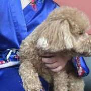 ヒメ日記 2025/04/01 16:47 投稿 ことね いざ候 別館