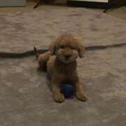 ヒメ日記 2025/11/04 16:14 投稿 ことね いざ候 別館