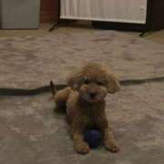 ヒメ日記 2025/11/26 15:14 投稿 ことね いざ候 別館